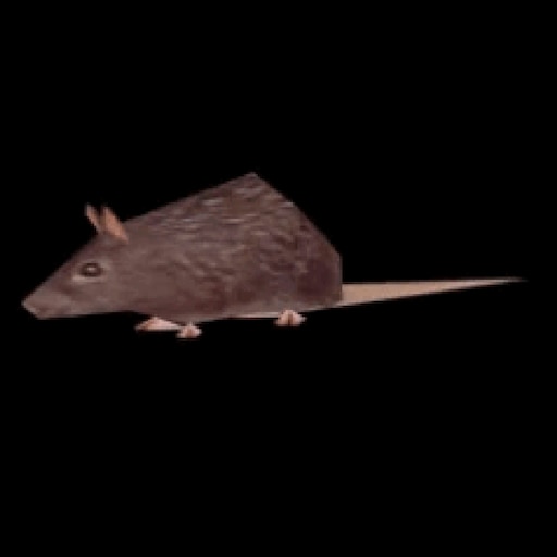 Spinning Rat